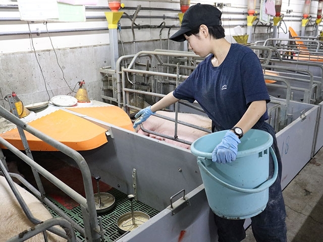 養豚場の管理スタッフ