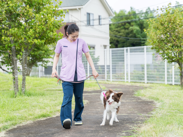 愛玩動物看護師