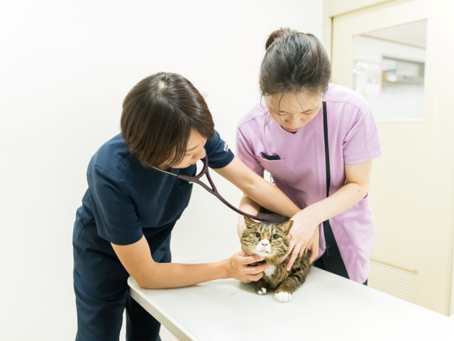 獣医師